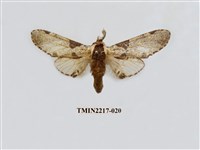 藏品(臺灣枝背舟蛾)的圖片